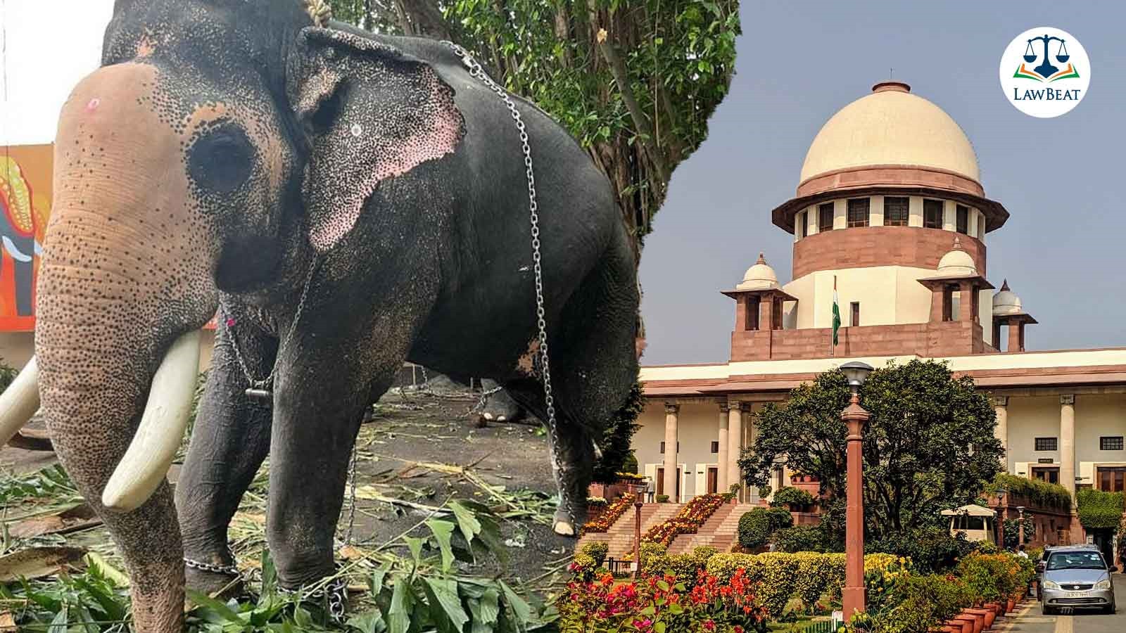 High Court knows ground reality, says Top Court while refusing to act on application concerning captive elephants High Court knows ground reality, says Top Court while refusing to act on application concerning captive elephants